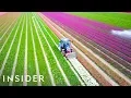 Download Lagu Waarom Nederland de tulpenhoofdstad van de wereld is