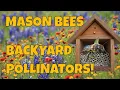 Mason Bees For BEGINNERS - Learn how to start Mason Bees