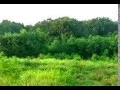 Download Lagu Seni Sunda Degung - Sasagan Kembang Ros