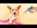 Steve Dale What is Canine influenza Virus CIV