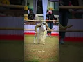 Download Lagu Gagah gini domba 😎  DOMINO nya PDP GEDE KANCANA #dombakontes #dombasheep #dombakasep #domba #goat