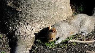 What Do Squirrels Eat Do squirrels eat grass