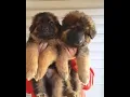 German Shepherd Puppies For Sale