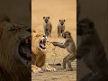 Download Lagu Monkey’s Bold Move Stuns Hyenas and the Lion!
