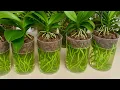 Download Lagu IK HEB DEZE HEEL GEMAKKELIJKE MANIER GEMAAKT EN IK BEN GEEN ENKELE ORCHIDEE MEER VERLOREN