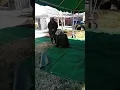ENTOMBMENT CEREMONY FOR GEORGE W BANKS JR