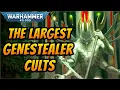 THREE of the LARGEST Known GENESTEALER CULTS Warhammer 40k Lore