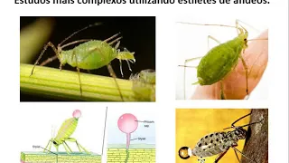 Fisiologia Vegetal - Translocação no Floema