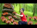 Download Lagu Harvesting 500+ Kg Forest Mushroom To Sell At Market, Traditional Mushroom Recipe | Elsa Daily Life