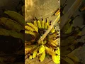 Download Lagu Panen buah pisang di ladang dengan hasil yang sangat memuaskan #shorts