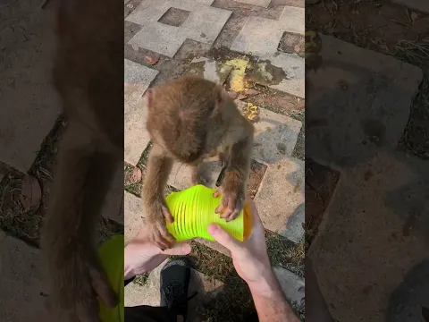 I slinked a wild monkey 🐒 ⚠️ #slinkytricks #slinky