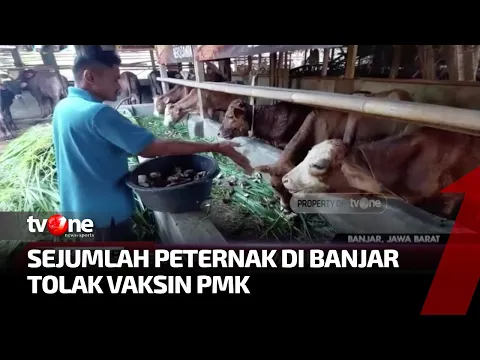 PMK Semakin Mengkhawatirkan, Petani Ini Tak Mau Sapinya Divaksin