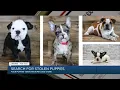 4 puppies stolen from Petland Tulsa