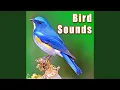 Download Lagu Bright Rumped Atilla Bird Sounds \u0026 Calls