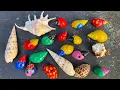 Download Lagu HUNTING SNAILS! Berburu Hewan Bekicot Dan Menemukan Banyak Cangkang Bekicot, Bekicot Siput Keong