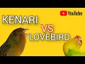 KENARI vs LOVEBIRD Jernih Jeda Masteran murai Kacer cucak hijau @IPBIRDBANDUNG