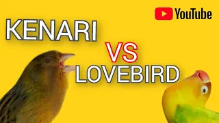 kenari vs lovebird jernih jeda masteran murai kacer cucak hijau ipbirdbandung