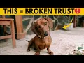 14 Things Dachshunds HATE Might Surprise You