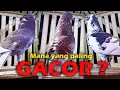 Download Lagu MANA YANG PALING GACOR ??? | SUARA BURUNG MERPATI GACOR | MERPATI KOLONG MEJA