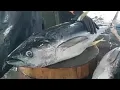 Download Lagu Fresh yellowfin tuna cutting skills❗🔥 live from the Jembatan Puri Sorong  fish market, Indonesia