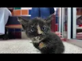 Adoptable pets available this holiday season at the Houston Humane Society