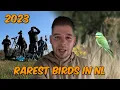 Download Lagu My rarest bird sightings of 2023