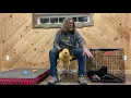 Jim Hodges Dog Training Puppy Do s and Don ts Puppy Play Biting