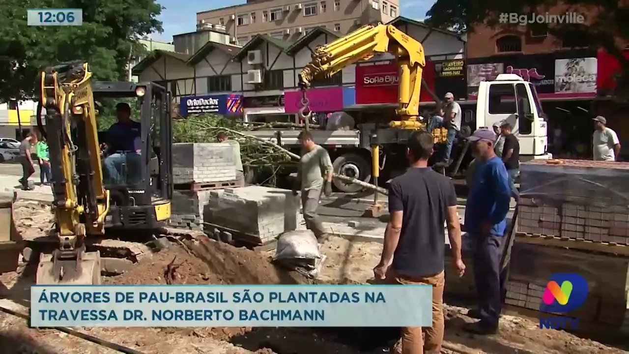 Árvores de pau-brasil são plantadas na travessa Dr. Norberto Bachmann