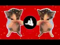 DJ KICAU KICAU KICAU MANIA SLOW VIRAL TIKTOK FULL SONG MAMAN FVNDY 2026 