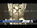 Ordinance would make it illegal for dogs and cats to roam free in Fort Smith