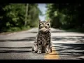 Video di Pet Sematary | Teaser Trailer HD | Paramount Pictures 2019