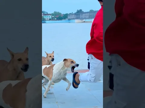 Amazing 🐶😭 dog is not ever #dogs #dogshorts #doglove #dogvideos