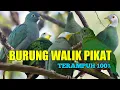 Download Lagu Gacor Parahh Suara Burung Walik Kembang | Walik Daun Durasi 10 Menit