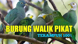 Download Gacor Parahh Suara Burung Walik Kembang | Walik Daun Durasi 10 Menit MP3