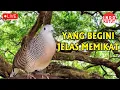 Download Lagu Perkutut Lokal Gacor alam liar iramanya BIKIN CEPAT NYAUT