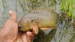 Rain Fishing Secrets! Catching Giant Climbing Perch After Heavy Rain | Rain fishing
