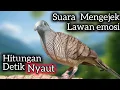 Download Lagu PERKUTUT LOKAL SUARA MENGEJEK BIKIN EMOSI LAWAN NAIK LANGSUNG GACOR. 
