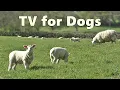 Download Lagu Dog TV Watching - Videos for Dogs - Sheep Sounds and Lambs Baaing ~ Relax with Nature