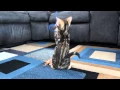 Toby Brown Black Marble Bengal Kitten