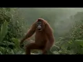 A Green Mouse [Monkey Version] [HD]