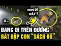 Download Lagu Bắt gặp CON VẬT ĐÁNG YÊU chạy qua đường, cô gái không ngờ đó là ĐỘNG VẬT SÁCH ĐỎ | Tin 3 Phút