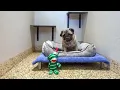 Pet Accommodation Gold Coast - Cat Dog Boarding