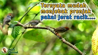 Jebakan Jerat Burung Prenjak Yang Akurat - Menjebak Prenjak