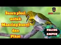 Download Lagu Suara burung Pleci paling ampuh untuk pancing dan Pikat