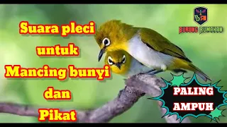 suara burung pleci paling ampuh untuk pancing dan pikat
