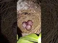 Download Lagu From Eggs to Bulbul Babies 🐣✨❤️ #shorts #youtubeshorts #bulbul #birds