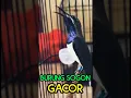 Burung Sogon Gacor #shorts