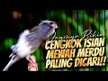 Download Lagu JAGONYA BIKIN CENGKOK MEWAH MERDU  - MASTERAN KENARI ISIAN BLACKTHROAT GACOR BIKIN CENGKOK JAWARA