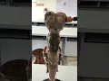 Shark brain anatomy plastic model