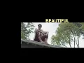 Download Lagu Tiago Carlotto - Beautiful (Official Music Vídeo)